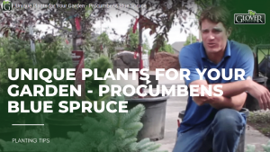garden plant - Procumbens Blue Spruce