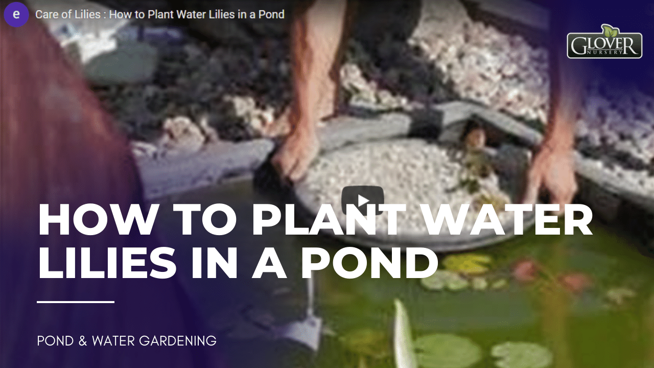 How to Plant Water Lilies in a Pond Glover Nursery