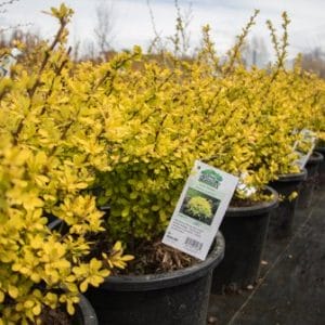 Golden Japanese Barberry