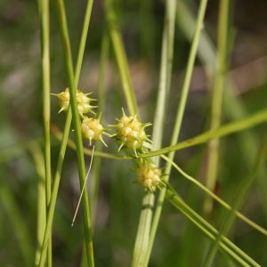 Golden Sedge
