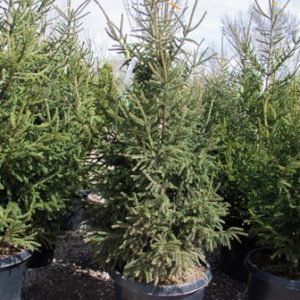 Gowdy Oriental Spruce
