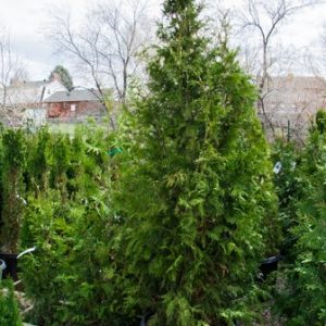 Green Giant Arborvitae