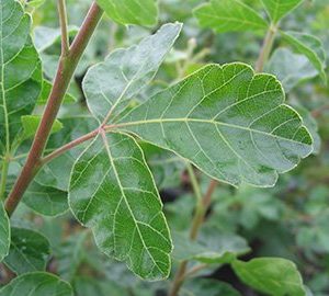 Gro-Low Sumac leaf 01