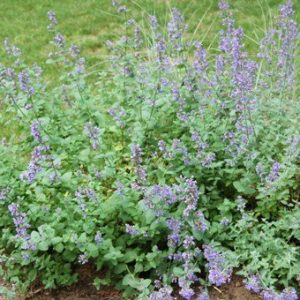 Heb_Catmint
