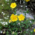 Helianthemum_alpestre_Alpine_Sun_Rose