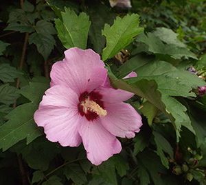 Hibiscus_syriacus_Rose_of_Sharon