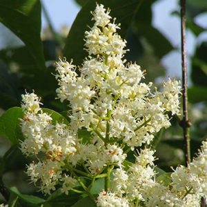 Ivory Silk Lilac flower 05