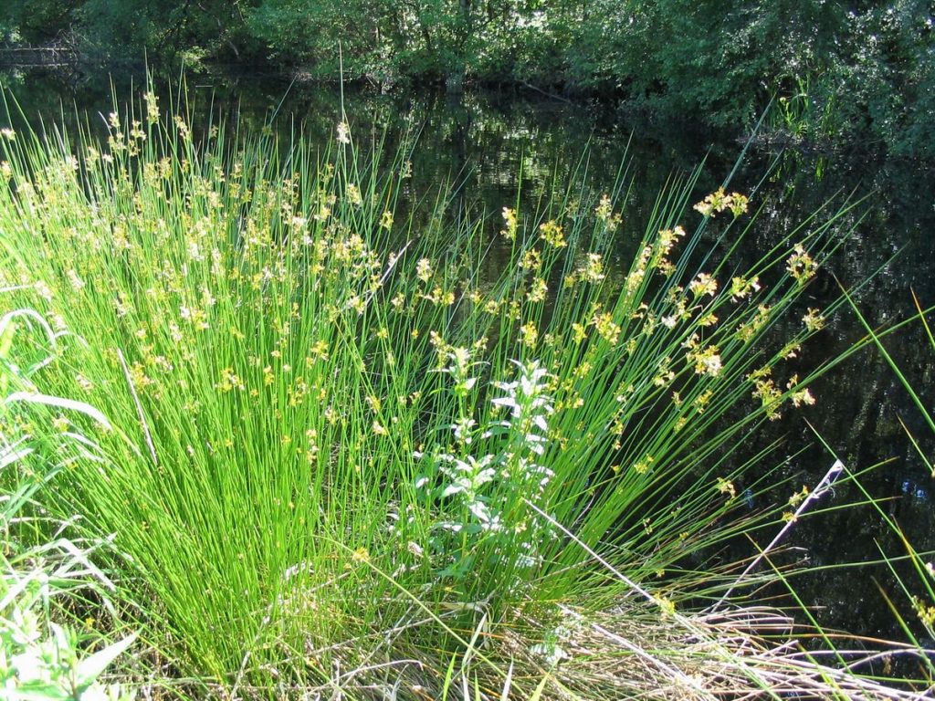 Juncus_effuses