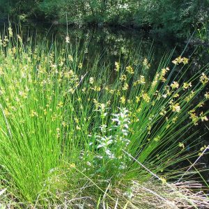 Juncus_effuses