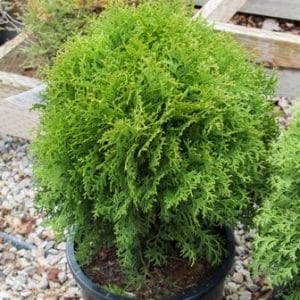Little Giant Arborvitae