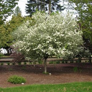 Lollipop Crab flwg tree 01