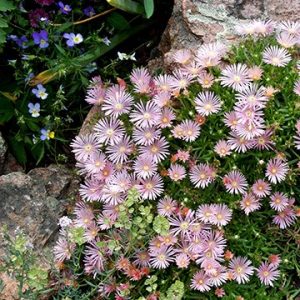Mesa Verde Ice Plant