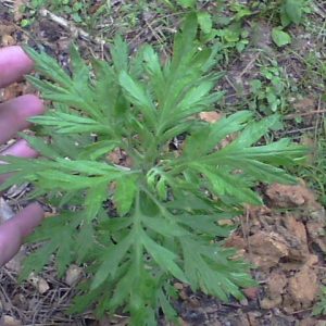 Mugwort