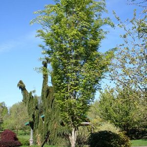 Musashino Columnar Zelkova grn tree 03
