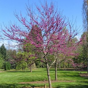 Oklahoma Redbud flwg tree