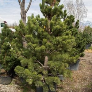 Oregon Green Austrian Pine