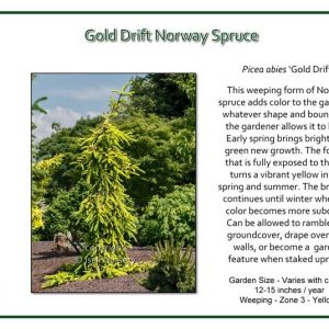 Picea-abies-Gold-Drift