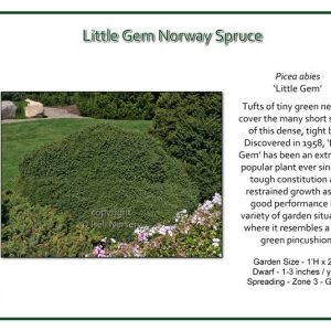Picea-abies-LittleGem