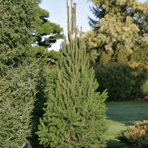 Piceaabies Cupressina