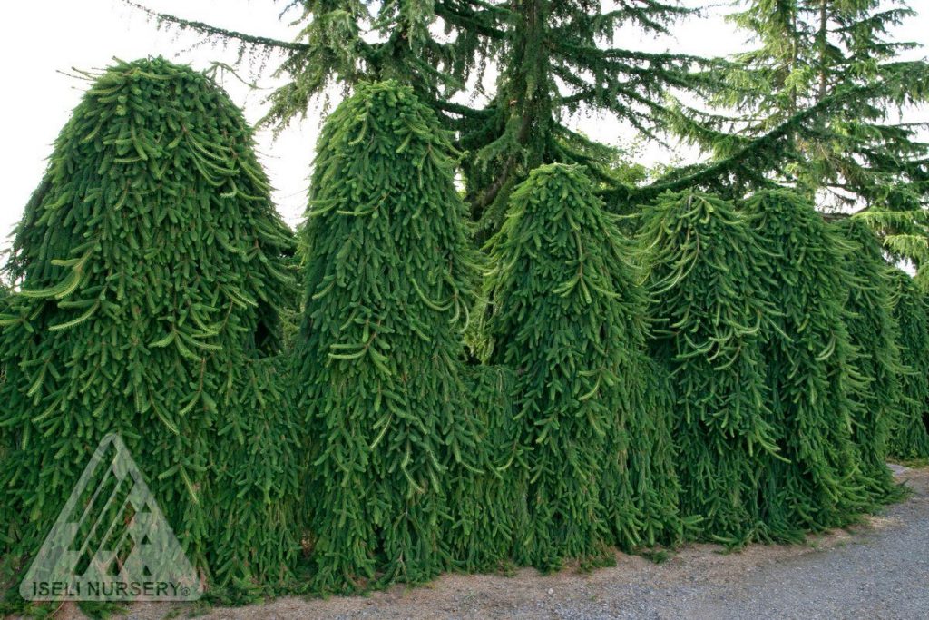 Piceaabies Pendula Curtain