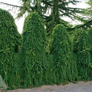 Piceaabies Pendula Curtain