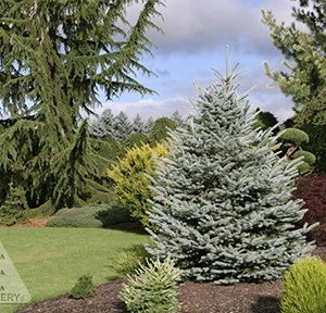 Blue spruce