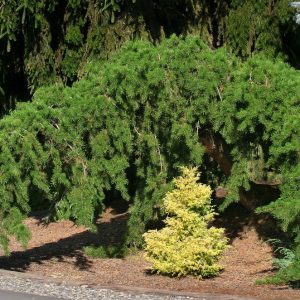 pinus banksiana uncle fogy contorted weeping jack pine