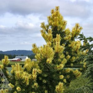 Lodgepole pine