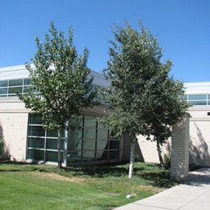 Quaking Aspen tree 01