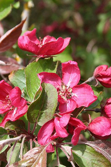 Crabapple, Red Barron - Glover Nursery