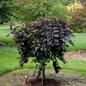 Ruby Falls Redbud tree 02