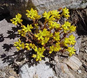 Sedum_lanceolatum