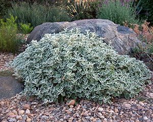 Silverheels Horehound