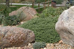 Silverheels Horehound