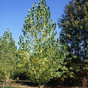 Siouxland Poplar, or Cottonless Cottonwood, tree