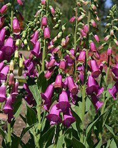 Spanish Peaks Foxglove