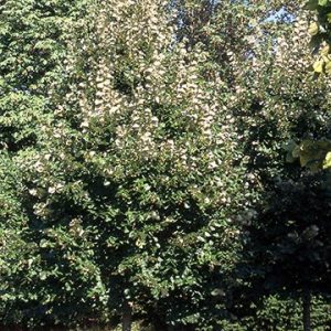 Sterling Linden grn tree 01