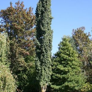 Swedish Columnar Aspen Tree 02