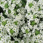 Sweet_alyssum