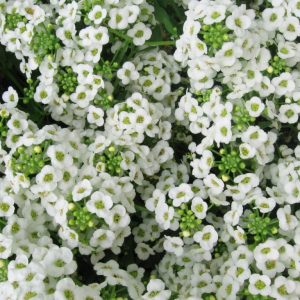Sweet_alyssum