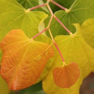 The Rising Sun Redbud foliage 01