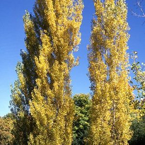Theves Poplar fc tree