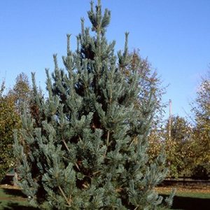 vanderwolf's pyramid pictures of limber pine tree