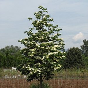 Venus Dogwood flwg tree 02