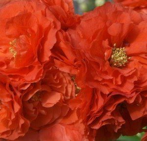 japanese flowering quince in stock double orange