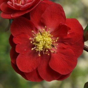 Japanese camellia
