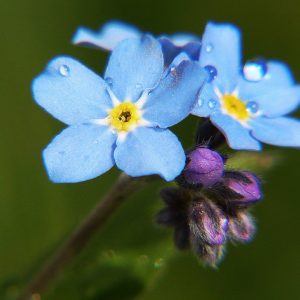 forget-me-not
