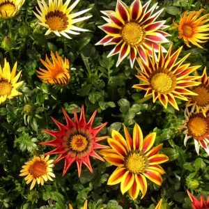 gazania