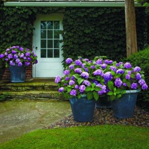 Endless Summer Bloomstruck Hydrangea Live Deciduous Shrub, Pink or Blue or Purple Blooms