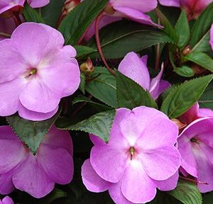 impatiens